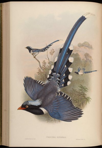 Urocissa sinensis = Urocissa erythrorhyncha da John Gould